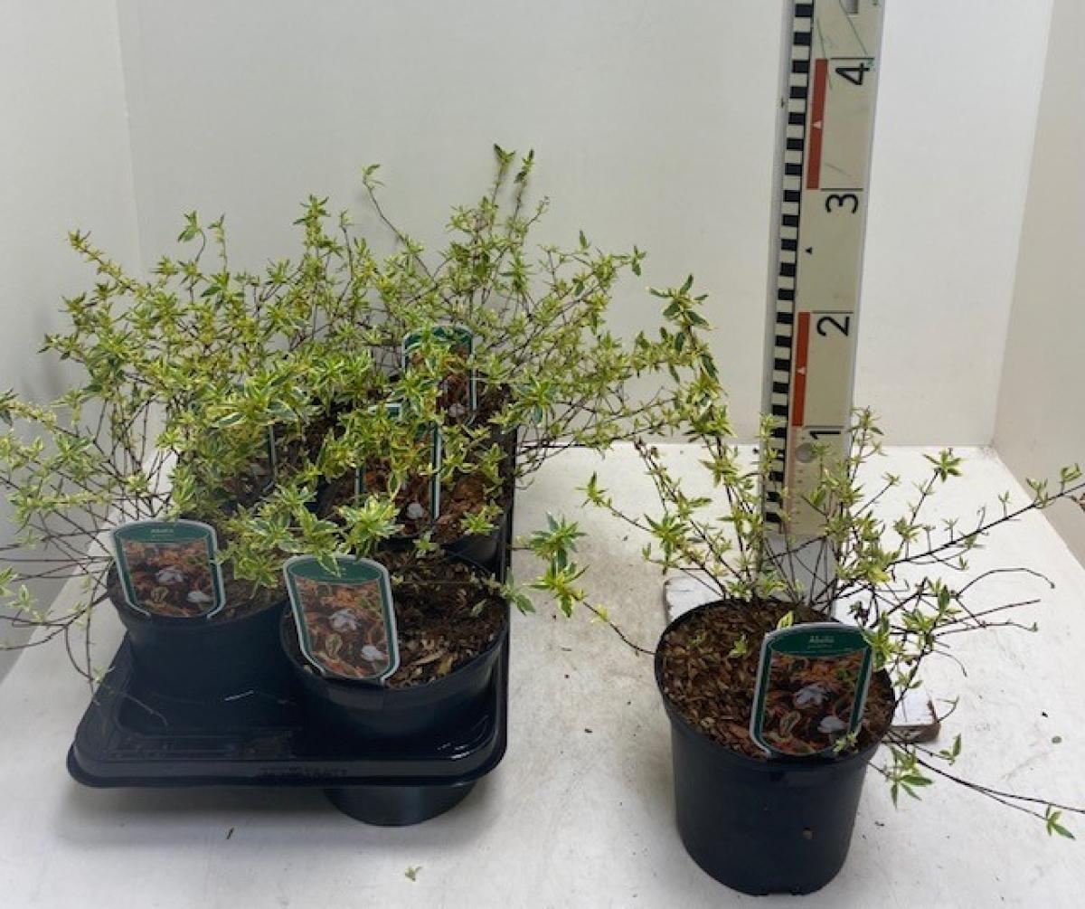 Abelia grandifl. Tricolor Charm, D 17