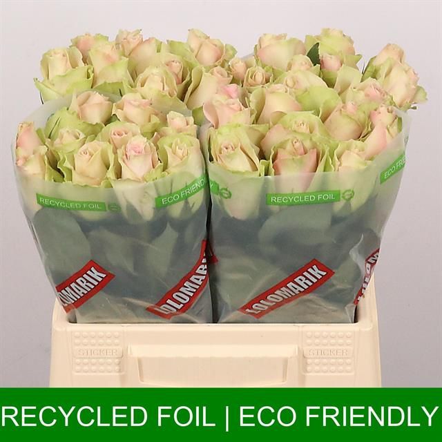 Роза од. Ля Бэль 40, шт.