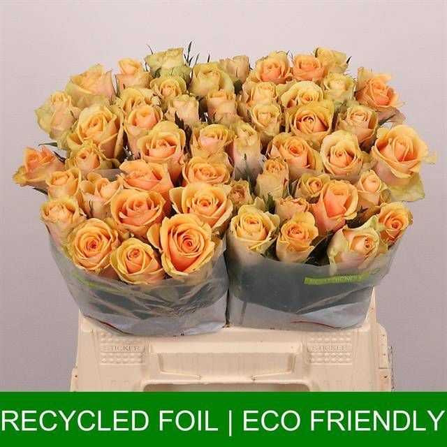 Роза од. Алхими 40, шт.