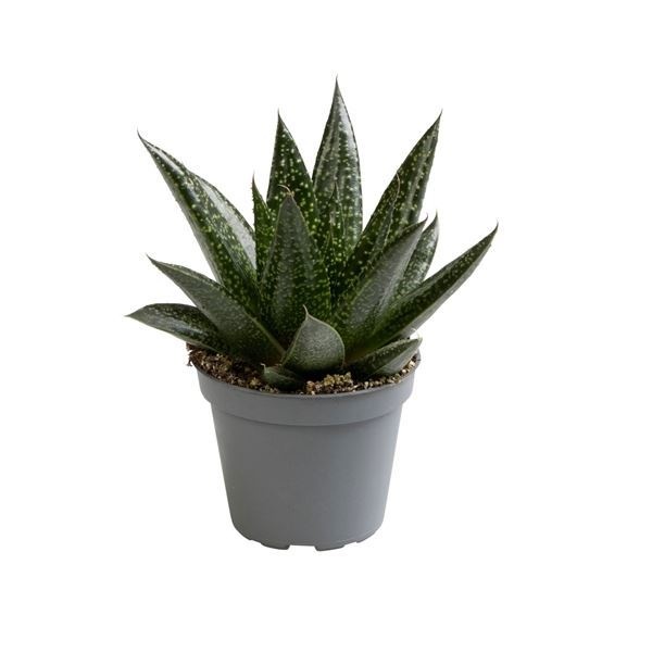 Gasteria D.Due� 6 cm, D 6 cm
