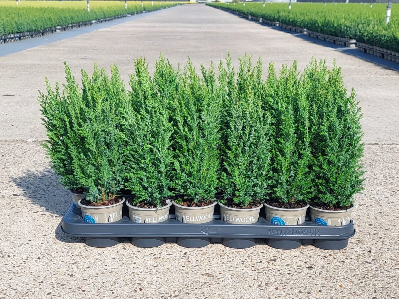 Chamaecyparis lawsoniana 'Ellwoodii', D 9 cm Chamaecyparis lawsoniana 'Ellwoodii', D 9 cm