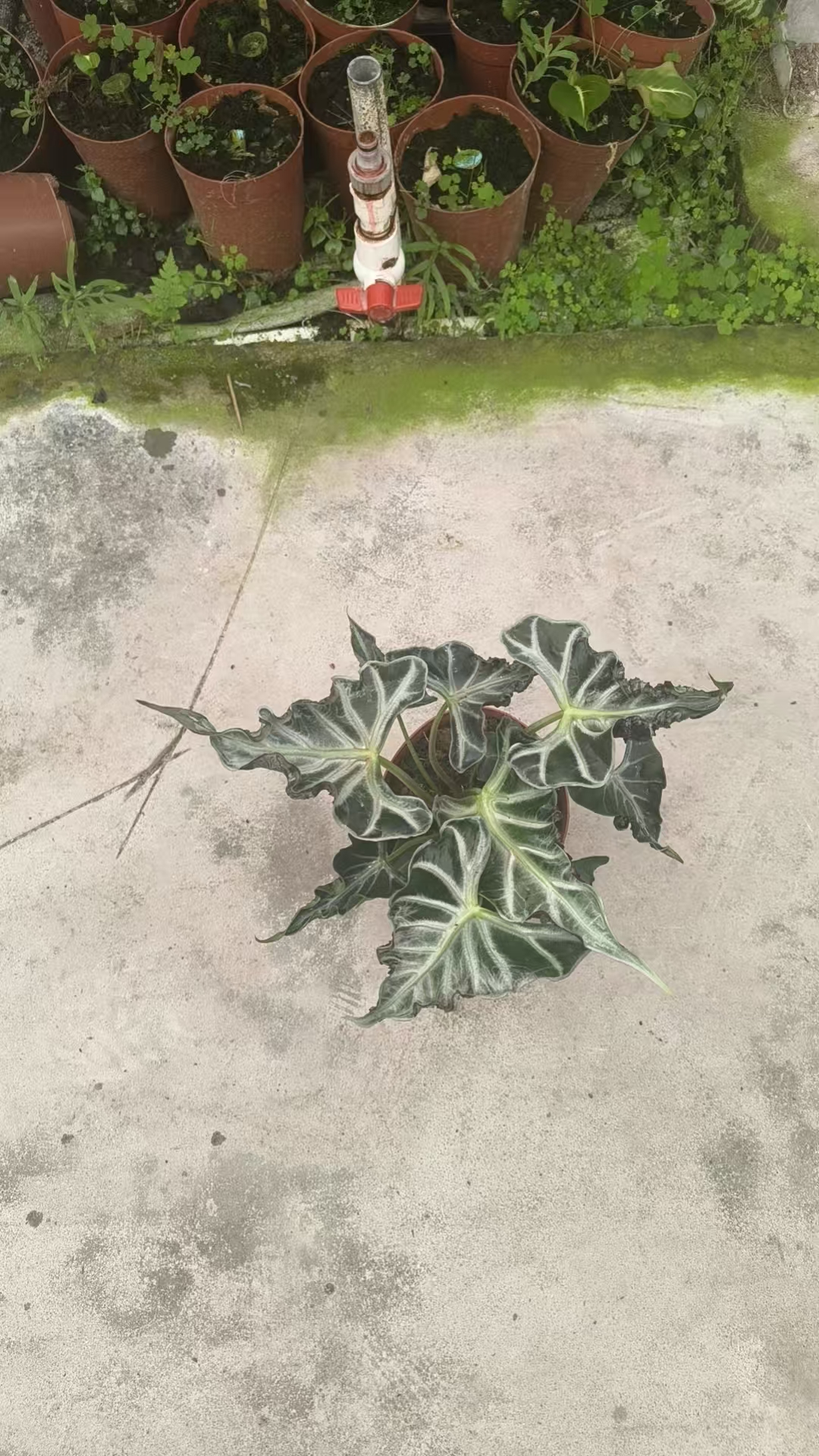 Алоказия 140 Рок 14 30