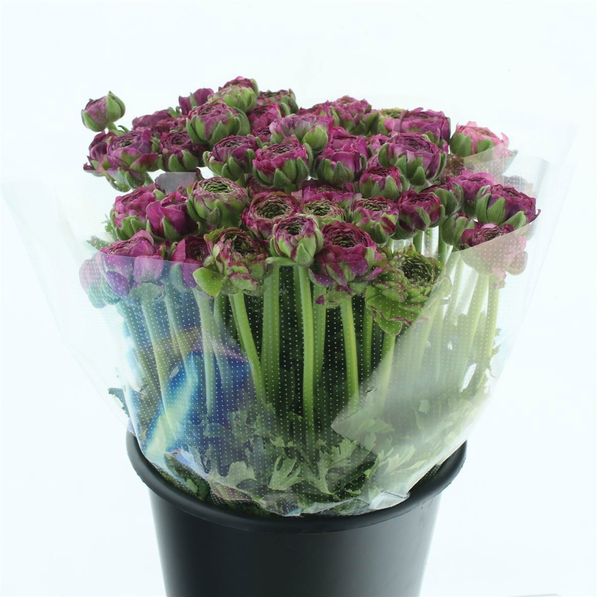 Ранункулус Пон Пон Мальва 45 (зелено-роз.), шт.