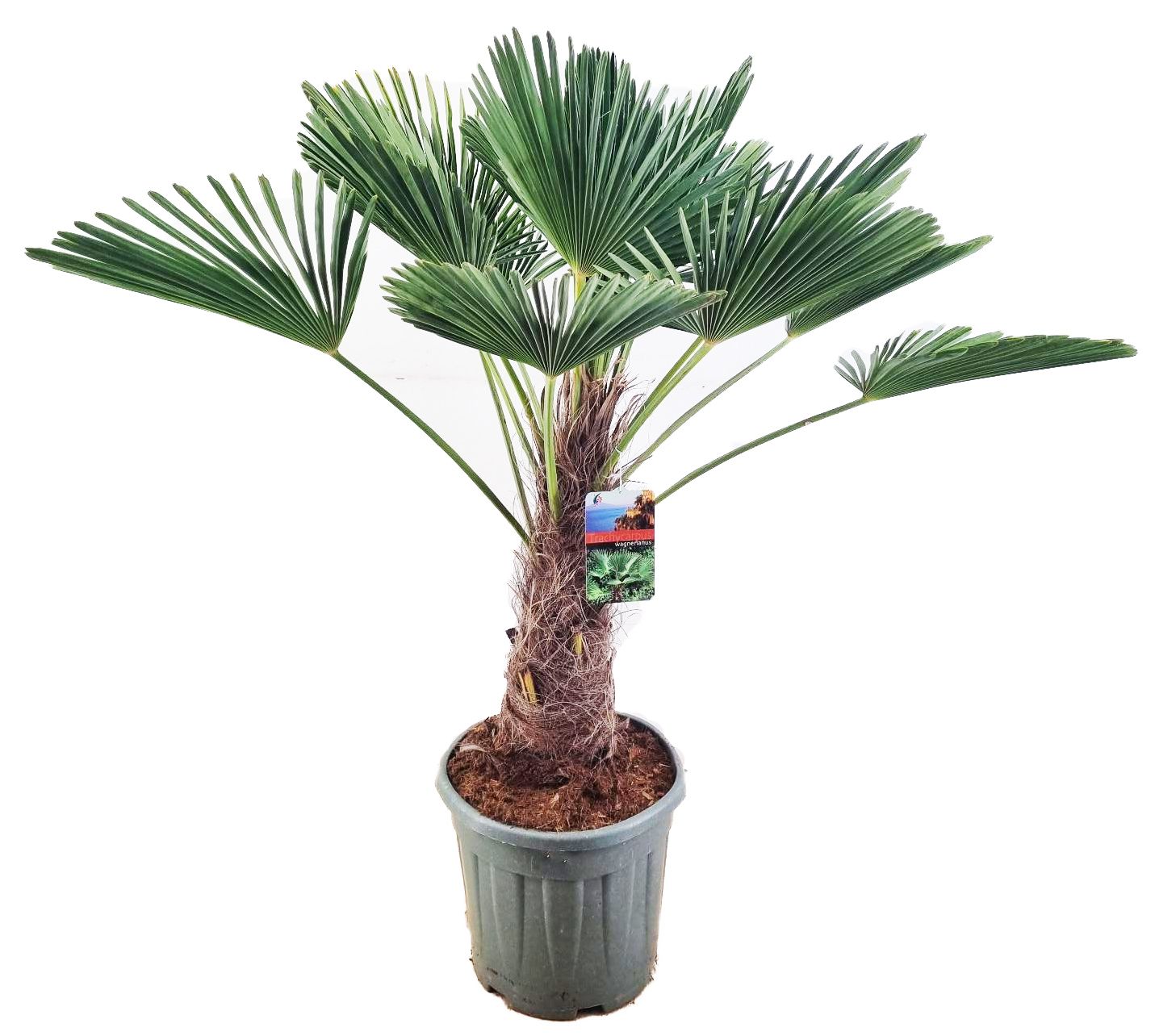 Trachycarpus wagnerianus, D 34