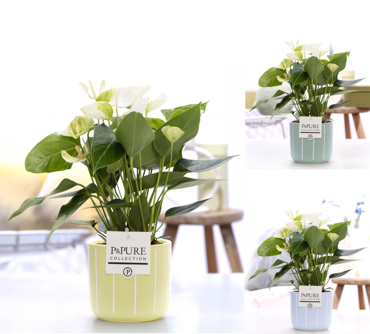 Anthurium white (Elido) in P&PURE Fleur ceramics ass.3, D 12