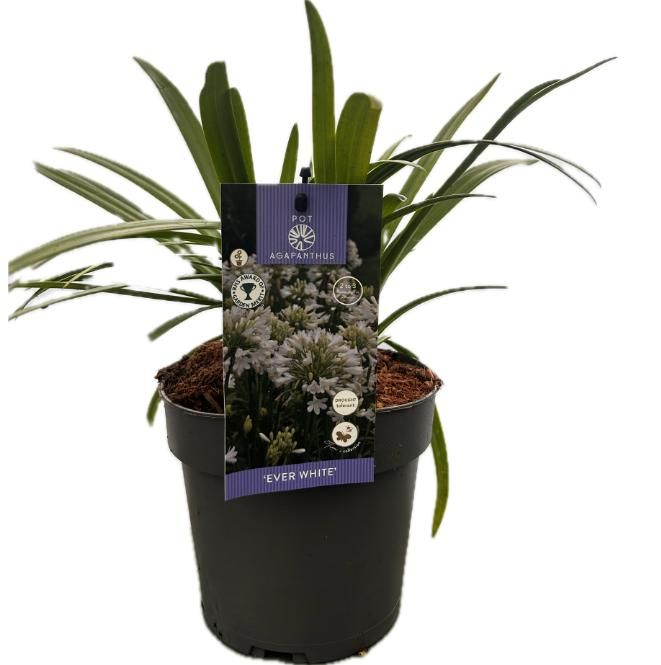 Agapanthus 'Ever White' P17 EVERGREEN, D 17