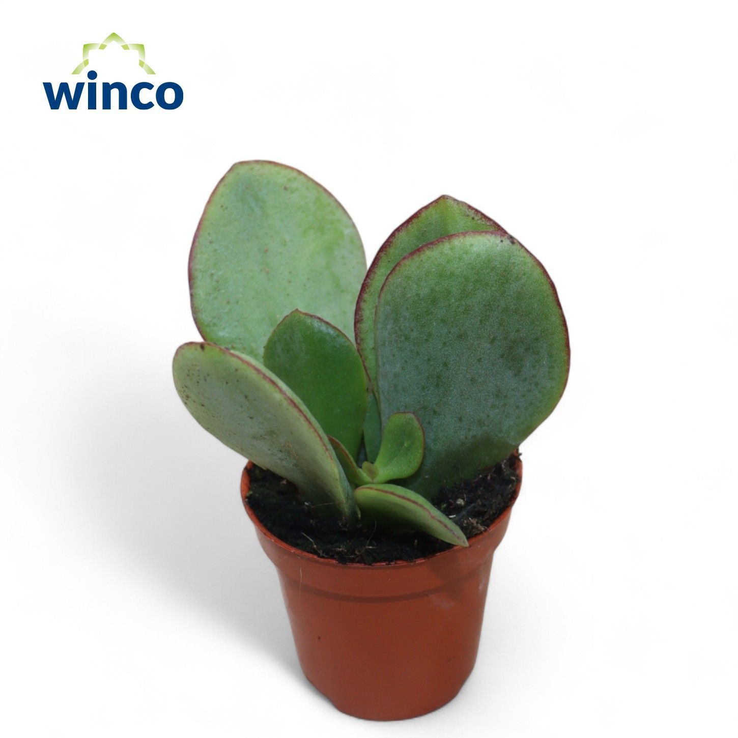 Cotyledon Mint Truffles, D 5,5