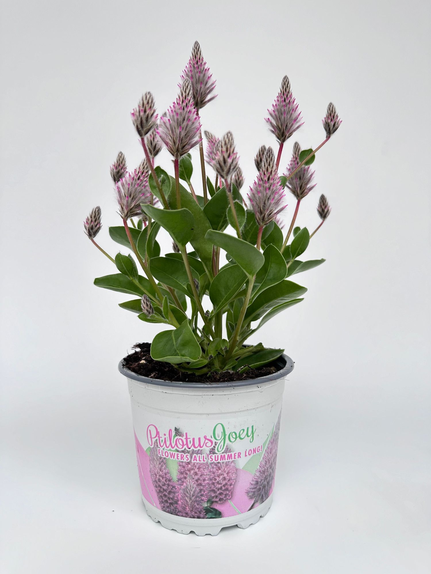 Ptilotus Exaltatus Joey, D 13