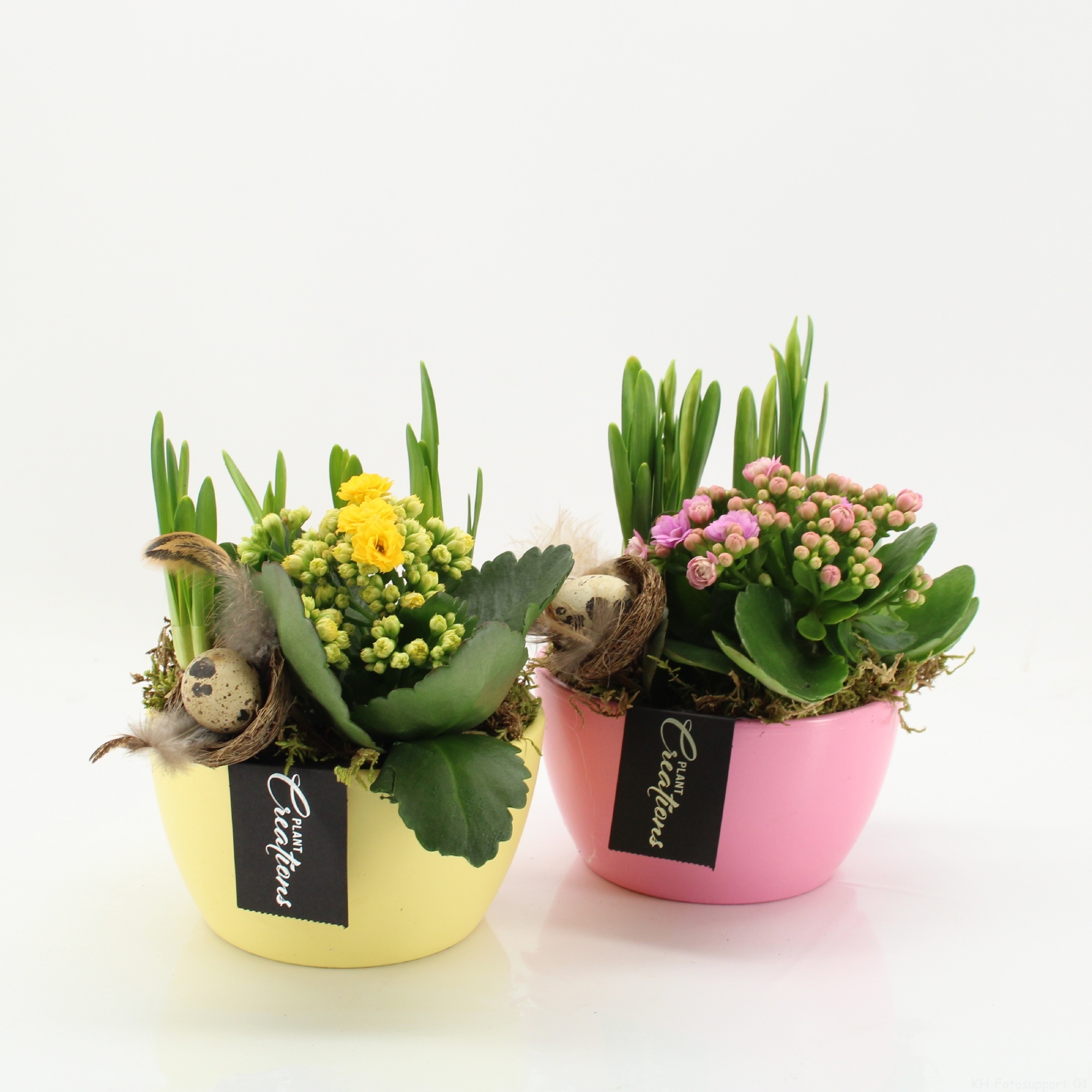 PNCR-2610M Paas narcis creatie, D 14