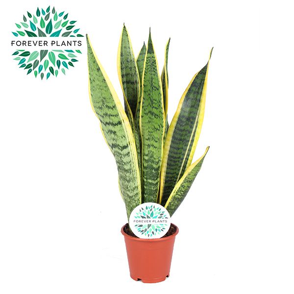 Sansevieria Laurentii p12 (niet MPS gecertificeerd), D 12