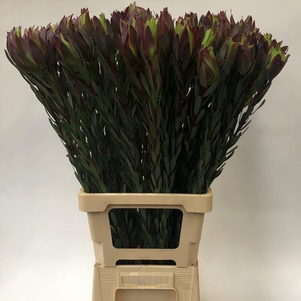 Леукадендрон Маунтин Роуз 80, шт.