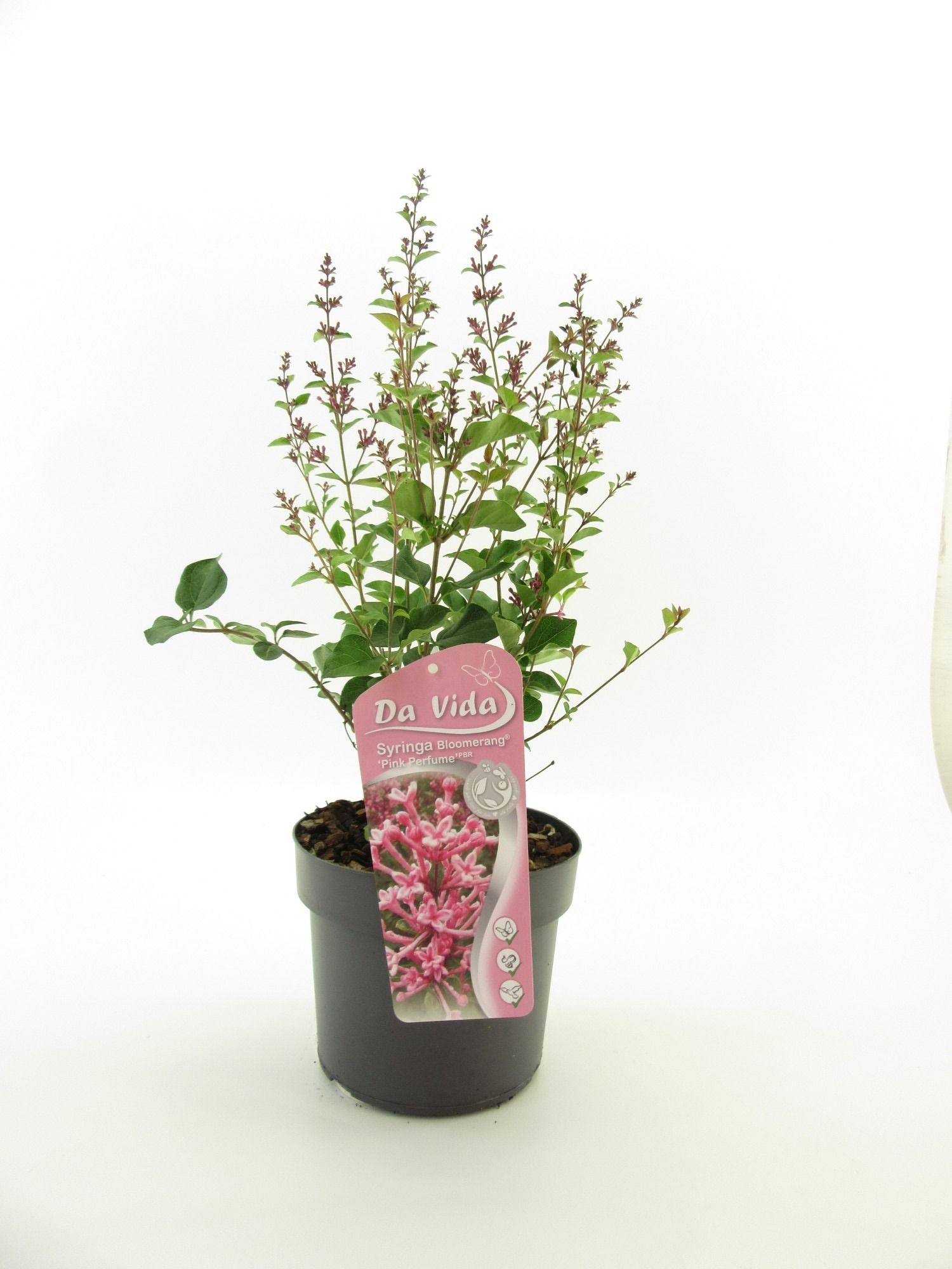 Syringa Bloomerang Pink Perfume, D 19