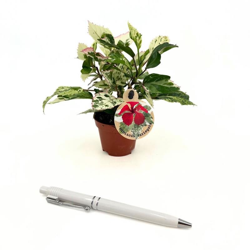 HIBISCUS ROSA SINENSIS 'MINI' H85 VARIEGATA, D 6 cm