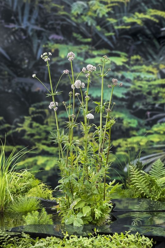 Valeriana officinalis, D 9