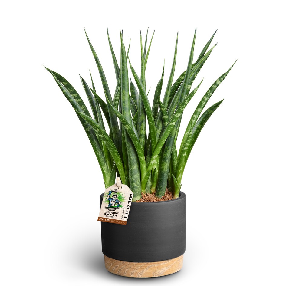 Woodbase Liquriced, Sansevieria 'Fernwood', D 10 cm