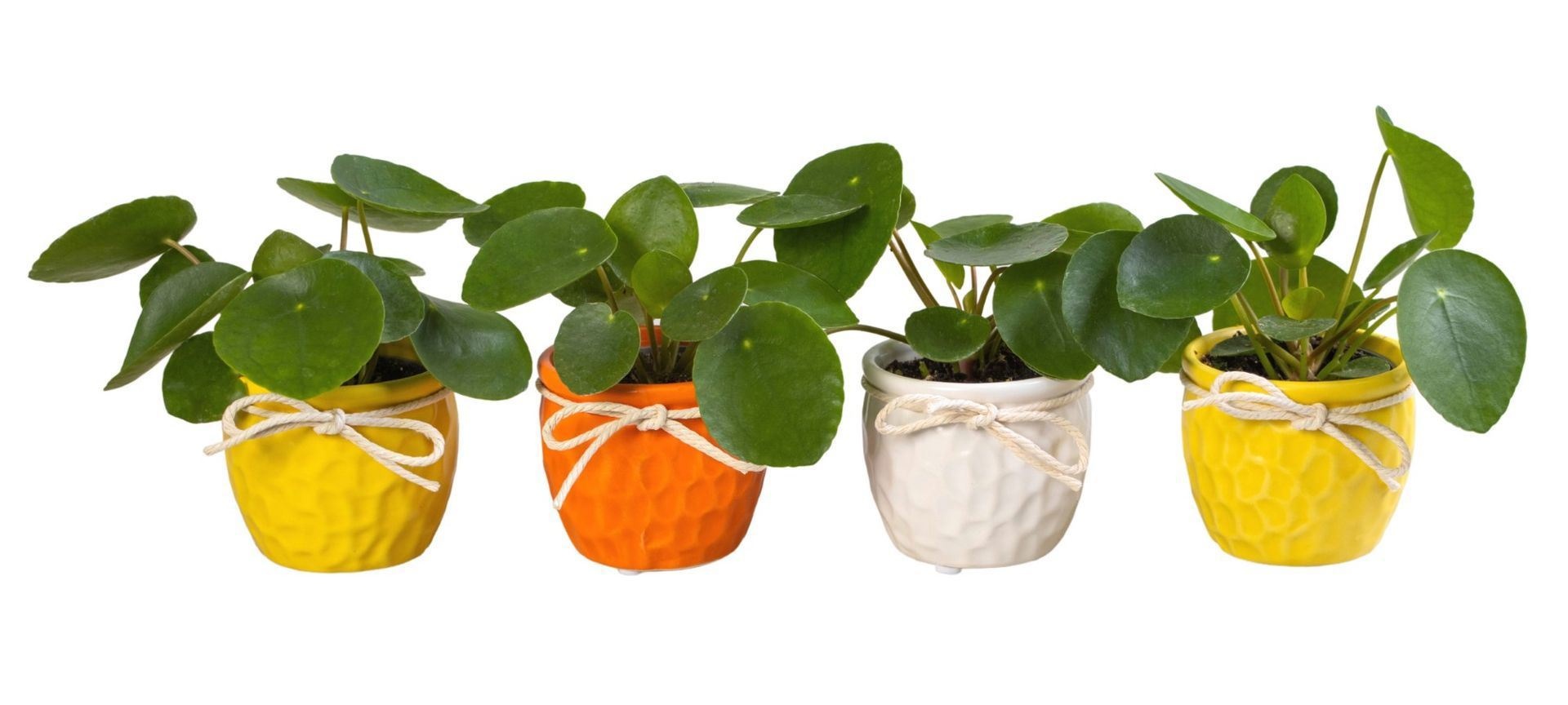 L 65898 with Pilea Peperomioides 6 cm, D 6