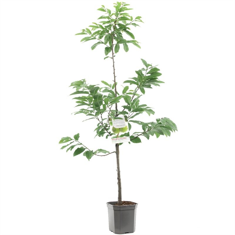 Castanea sativa kastanje laagstam Vertakte spil/tamme kastanje, D 24