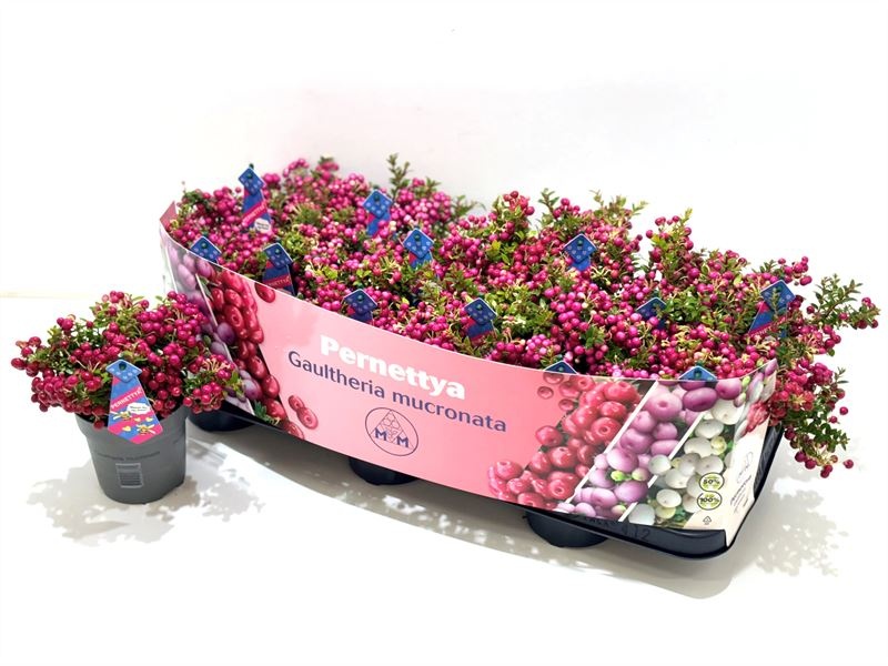 Gaultheria mucronata (mannelijk) Man met etiket, D 10,5 cm