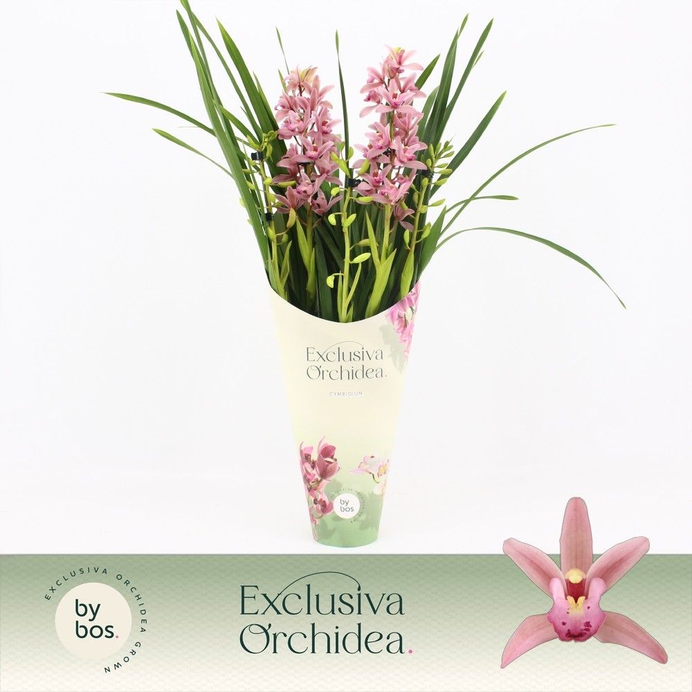 Cymbidium, Pinky 5-spike 'Exclusiva Orchidea' Potcover, D 12