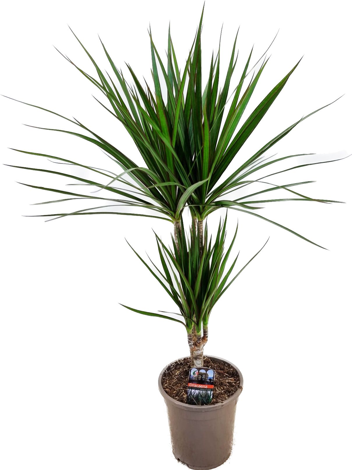 Dracaena marginata Green 30-10, D 17