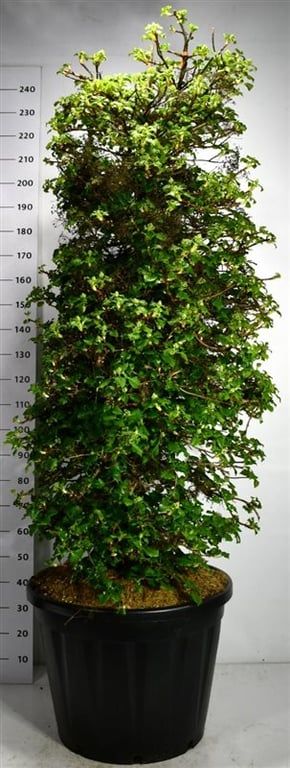 Hydrangea petiolaris, D 65