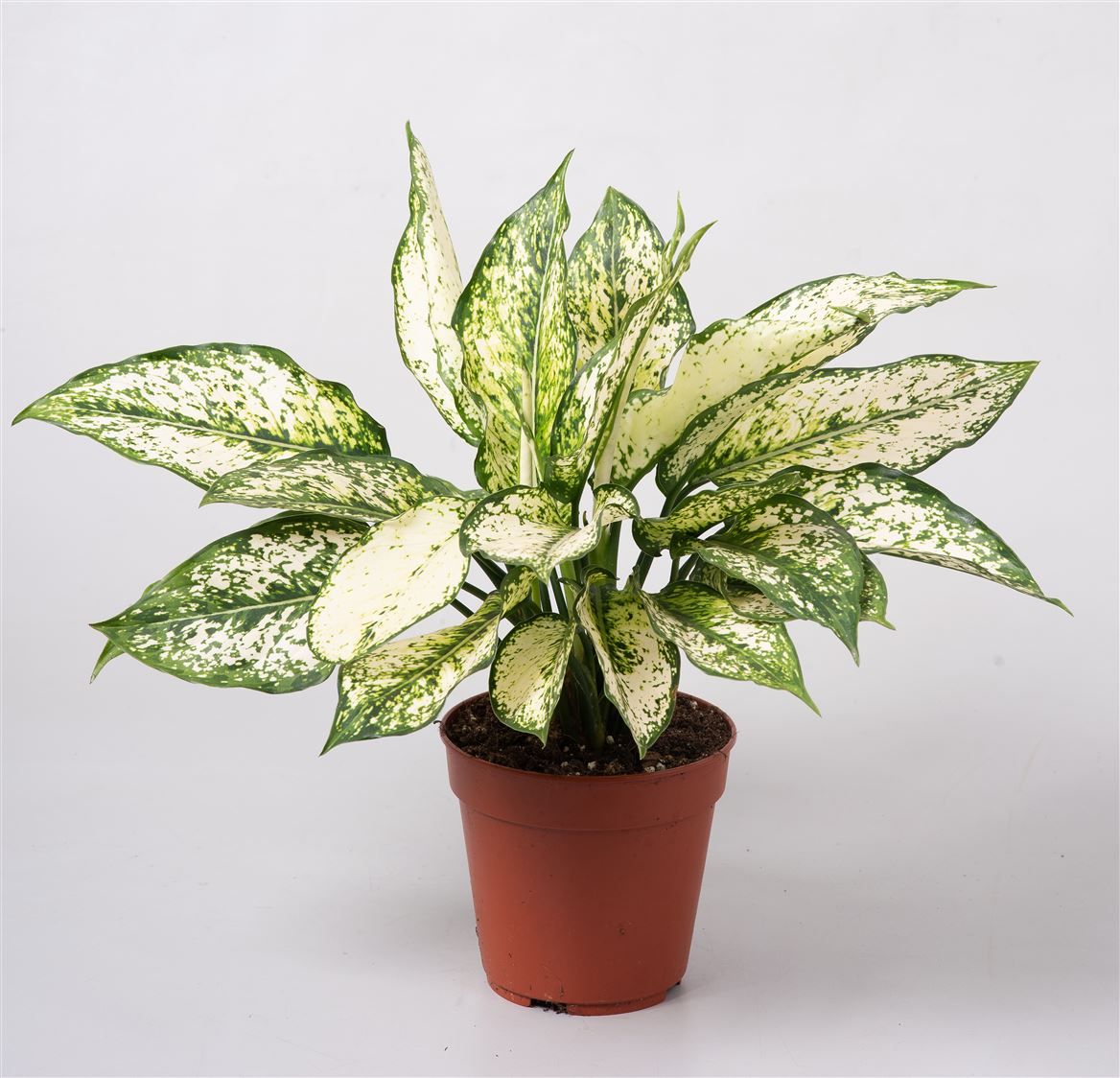 Aglaonema 'First Diamond', D 12 cm