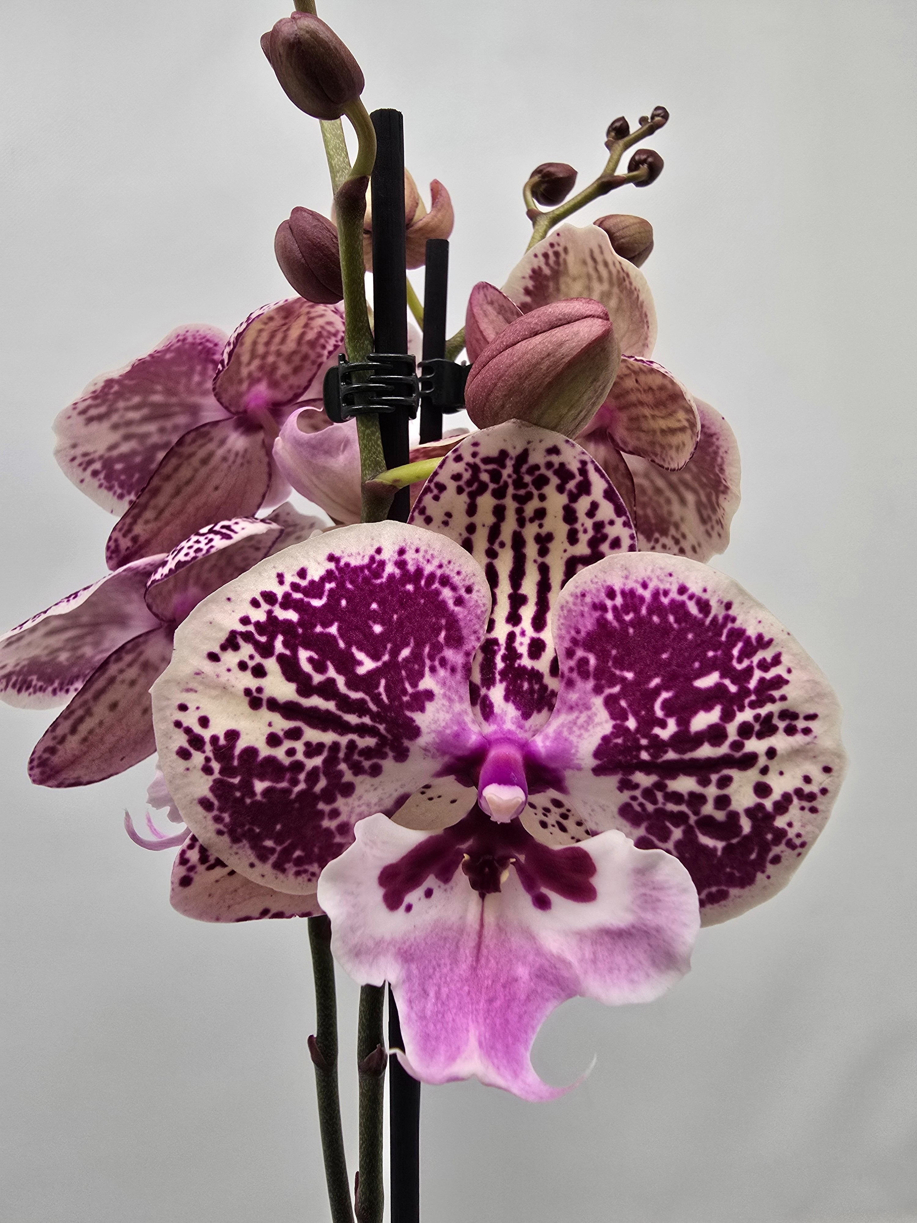 Limited 04 week 5, D 12