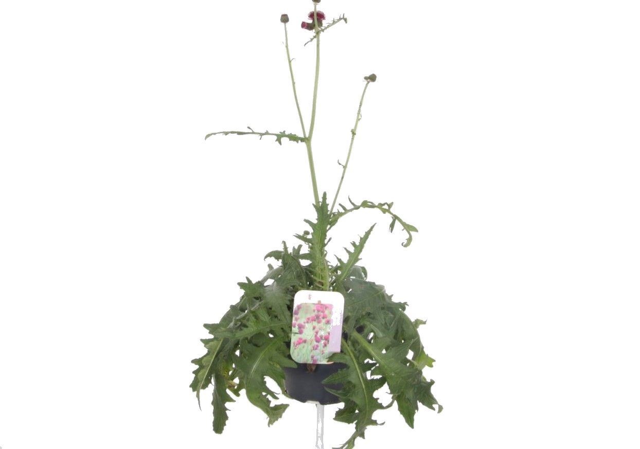 Cirsium rivulare atropurpureum, D 23 cm