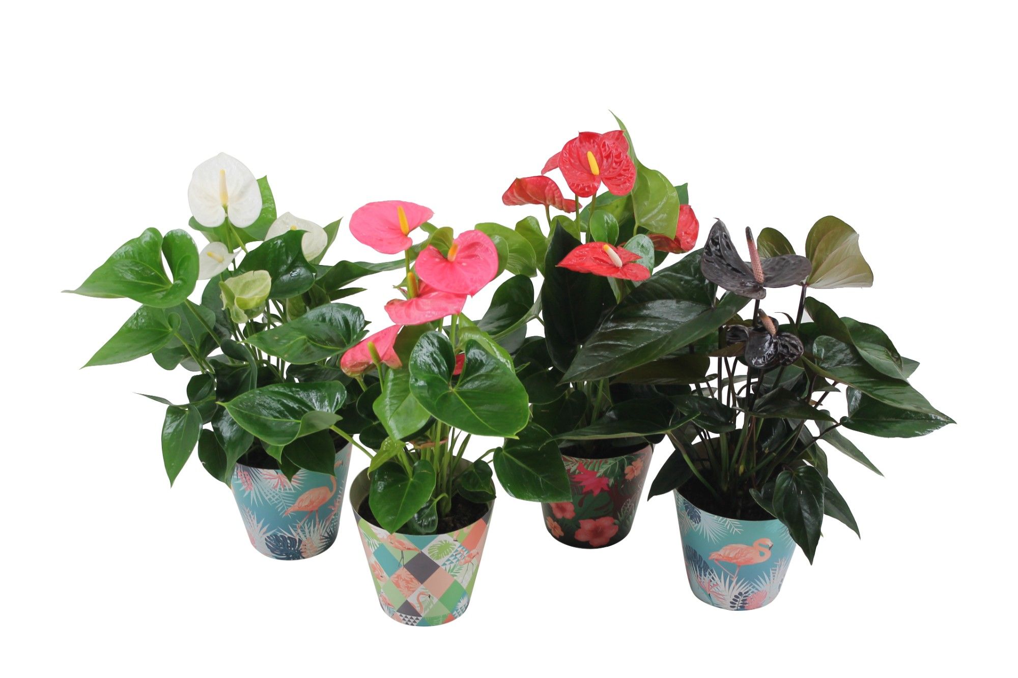 Anthurium Flamingo mix 14cm in leuke flamingocover, D 14