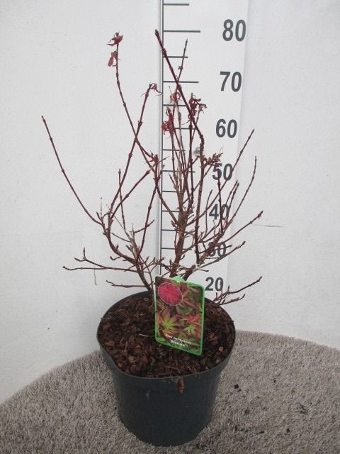Acer palm. Shaina 40-50 P28, D 28