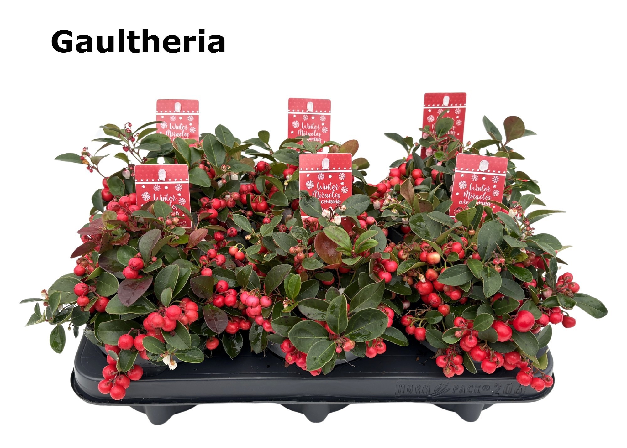 Gaultheria CIAO BELLA RED met etiket 12 cm, D 12