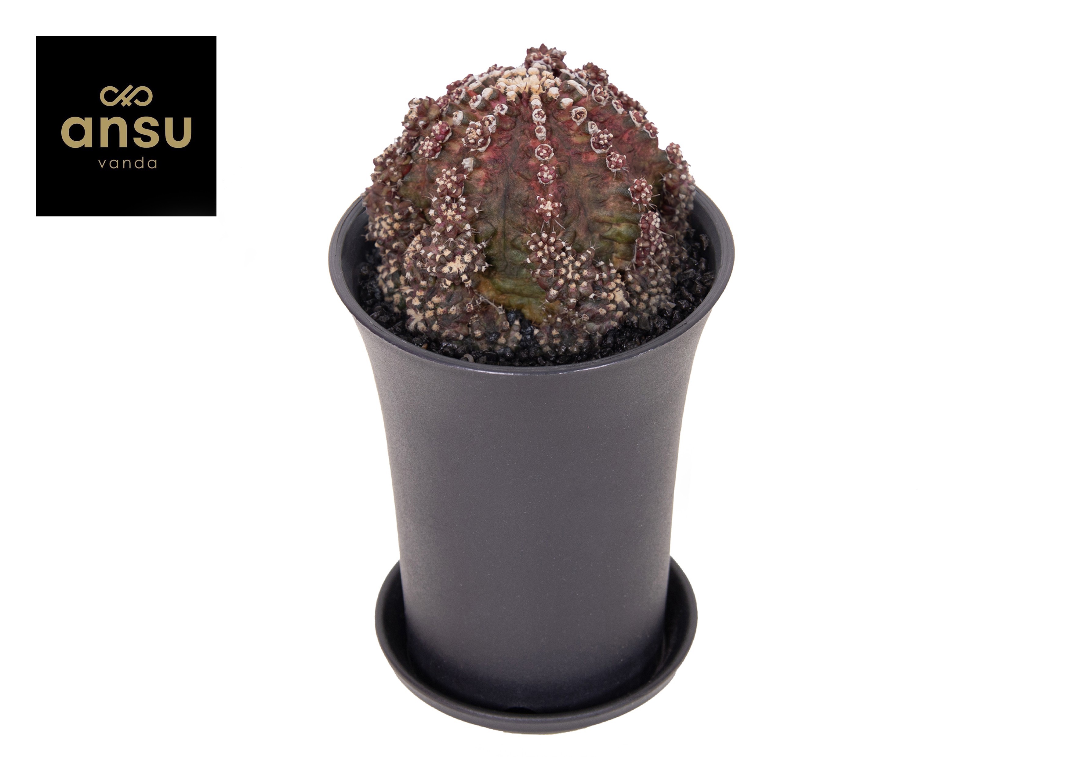 Gymno Cactus Godji T-Rex XL, D 10