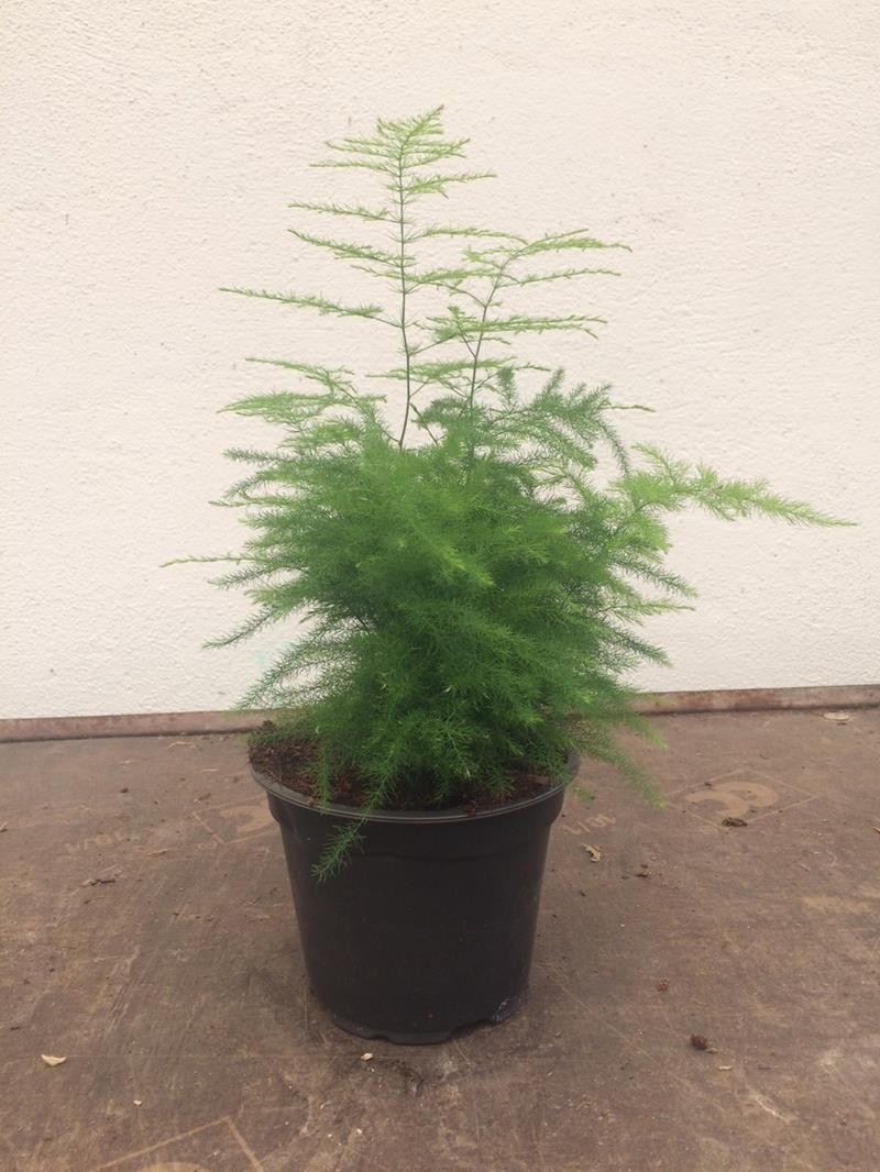 ASPARAGUS DENSIFLORUS 'PLUMOSUS NANUS', D 12