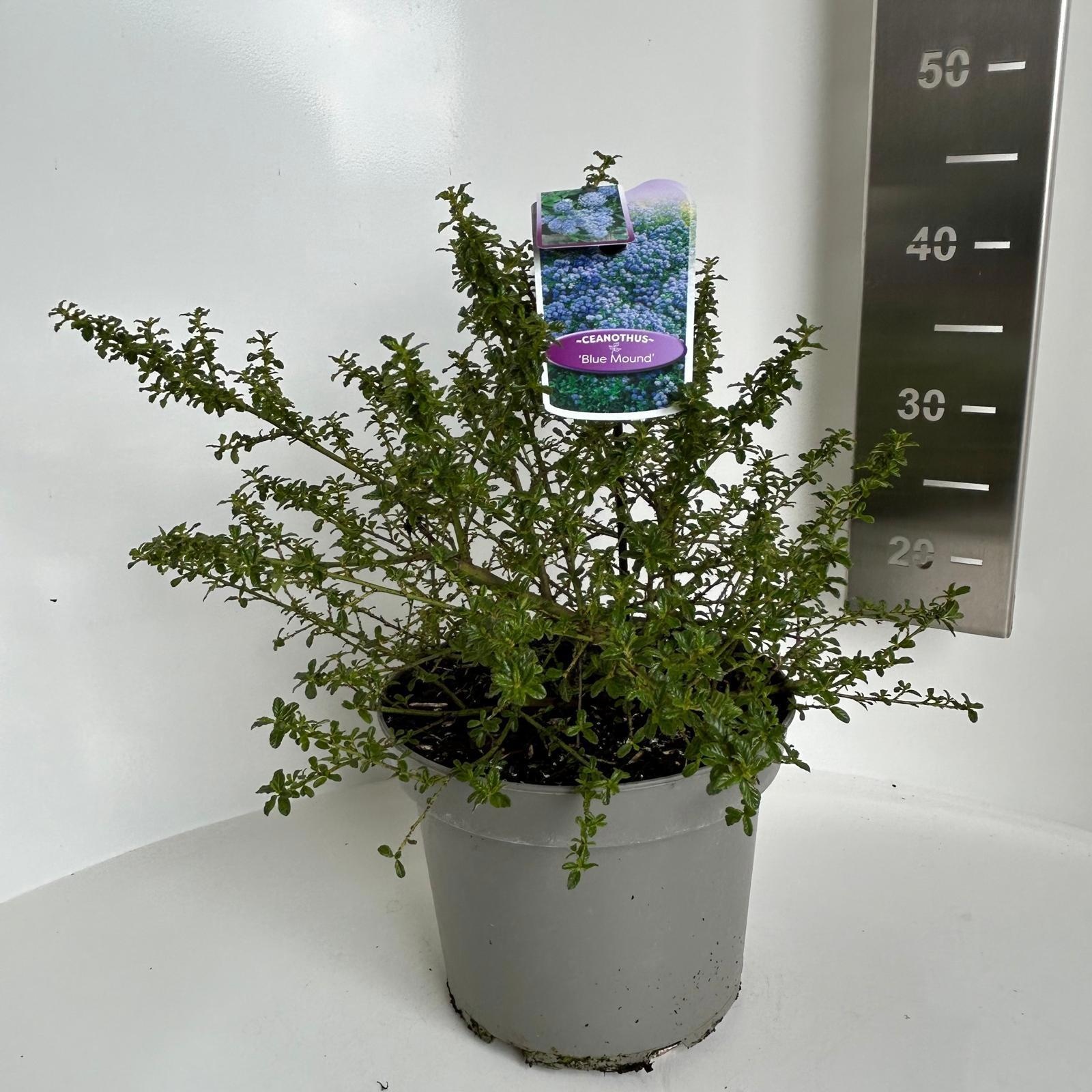 Ceanothus 'Blue Mound', D 23 cm