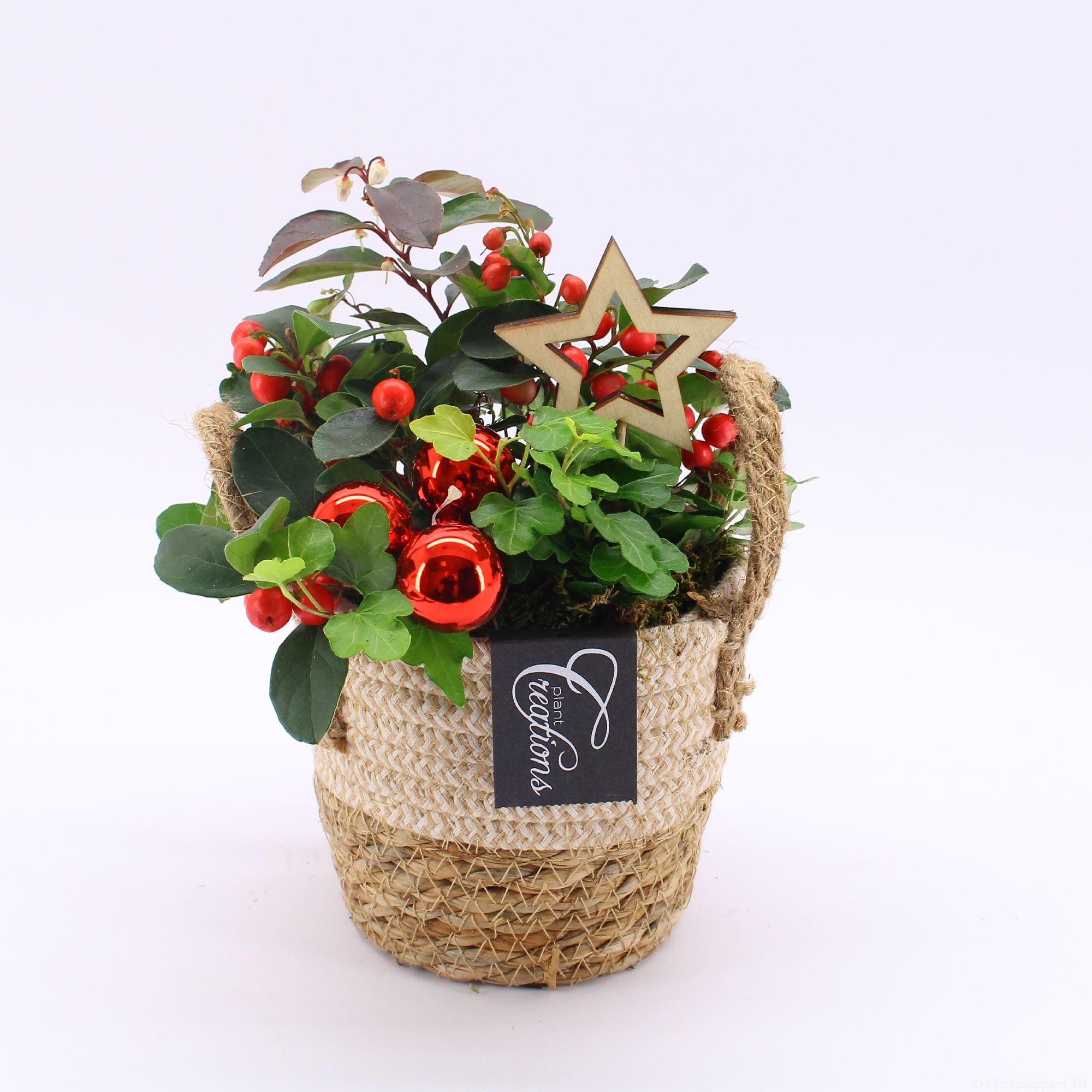 GACR-2501 Gaultheria creatie, D 14 cm