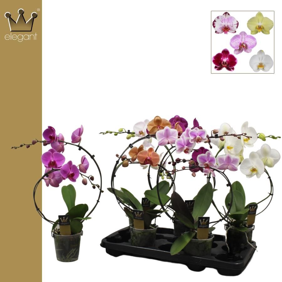 Phalaenopsis 2 tak, Rainbow Mix, D 12 cm