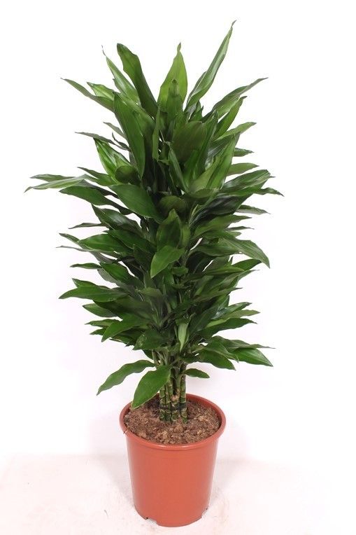 Dracaena Janet Lind, D 27