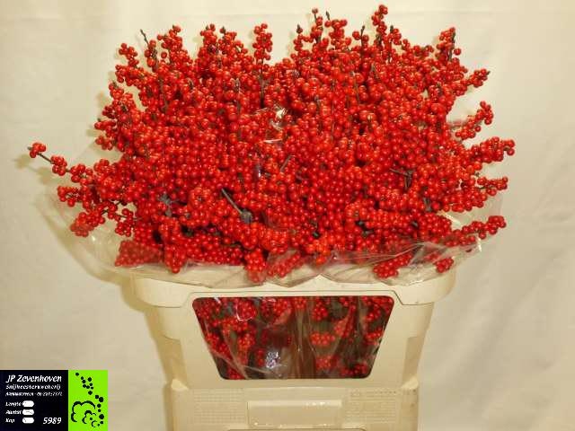 Илекс Красные ягоды 80, шт.