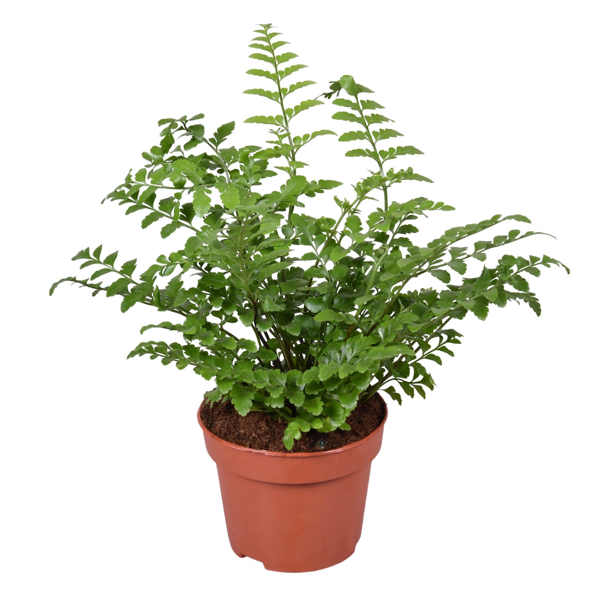 Asplenium Parvati, D 12