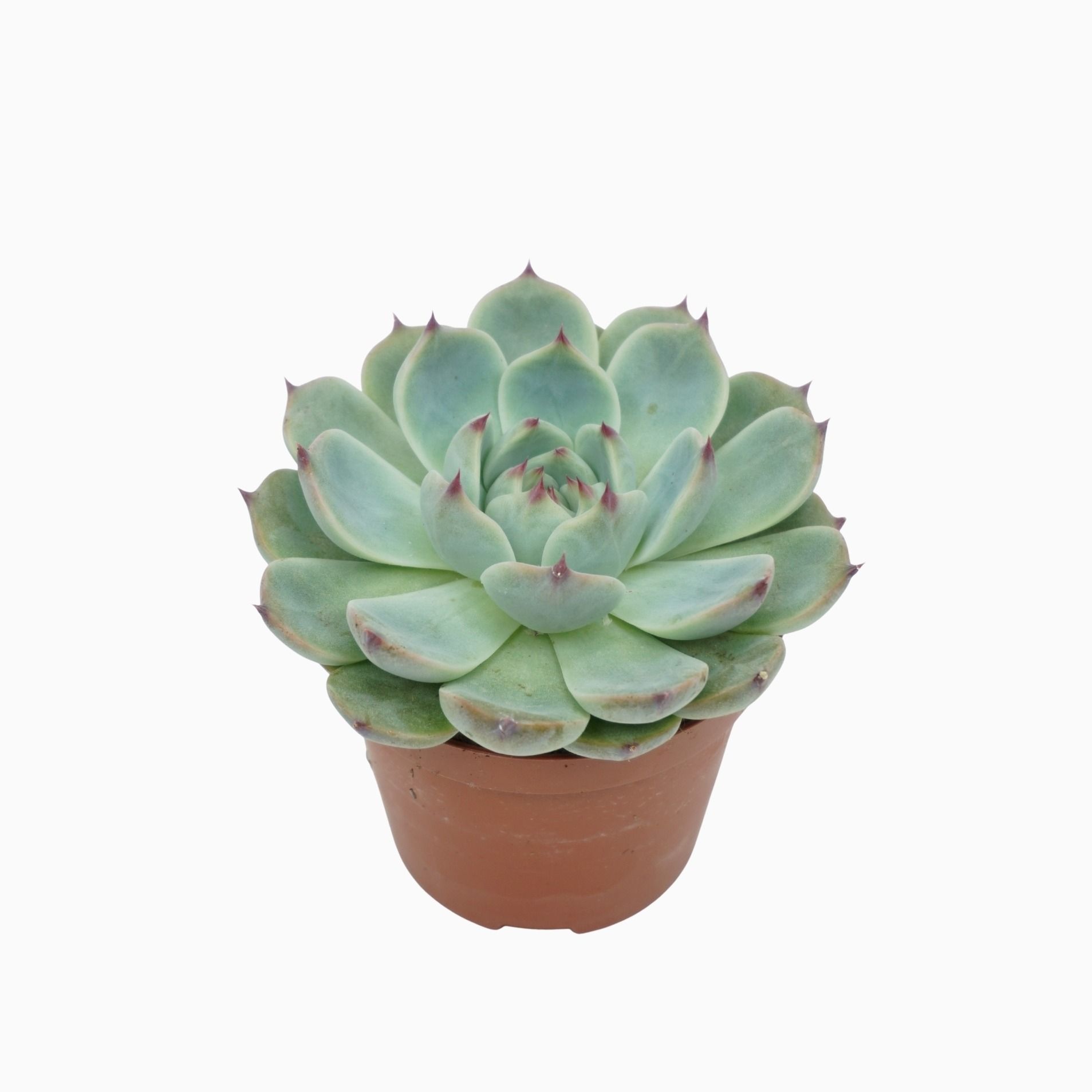 Echeveria parva lindsayana 8,5 cm, D 8,5