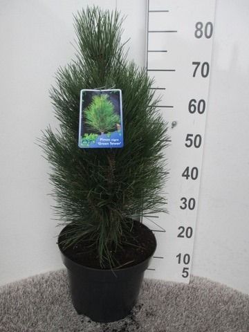 Pinus nigra Green Tower 50 cm P28, D 28 cm