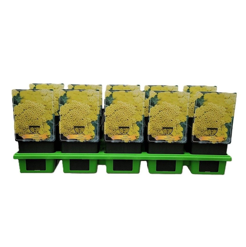 Achillea 'Coronation Gold' P11, D 11
