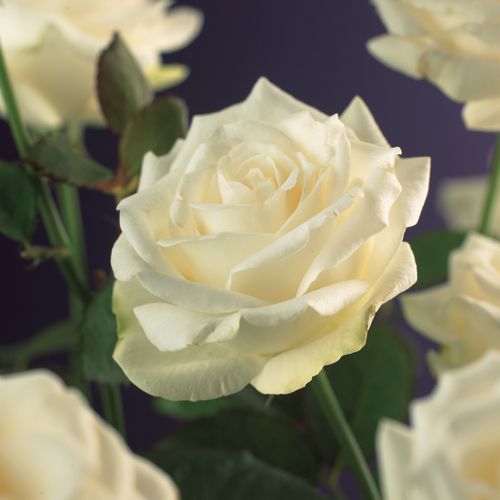 Rosa 'White Climber' +3.0 label, D 15