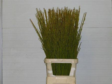 Корнус Флавирамеа 120, шт.