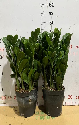 Замиокулькас Раунд Лиф Мани Три А Грейд 15 50