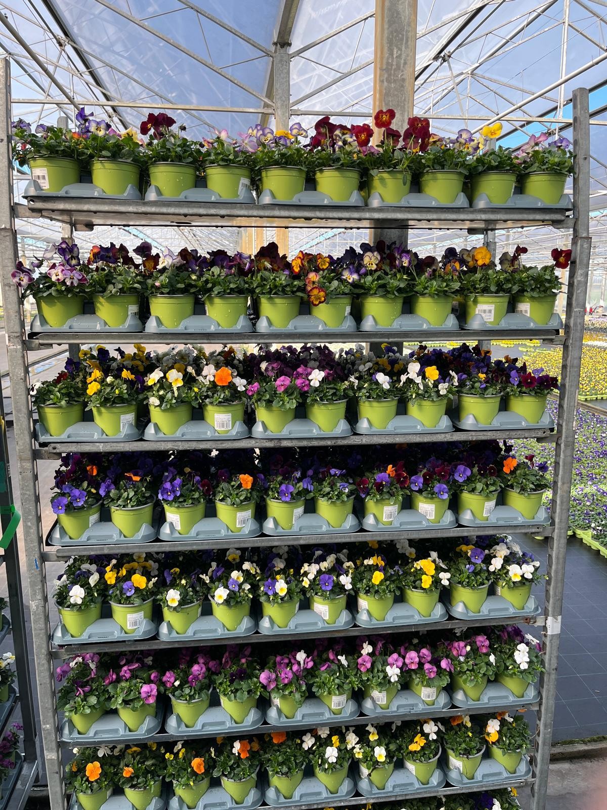 870 V-F : P9 Viola Cornuta mix colors - mixkar, D 9