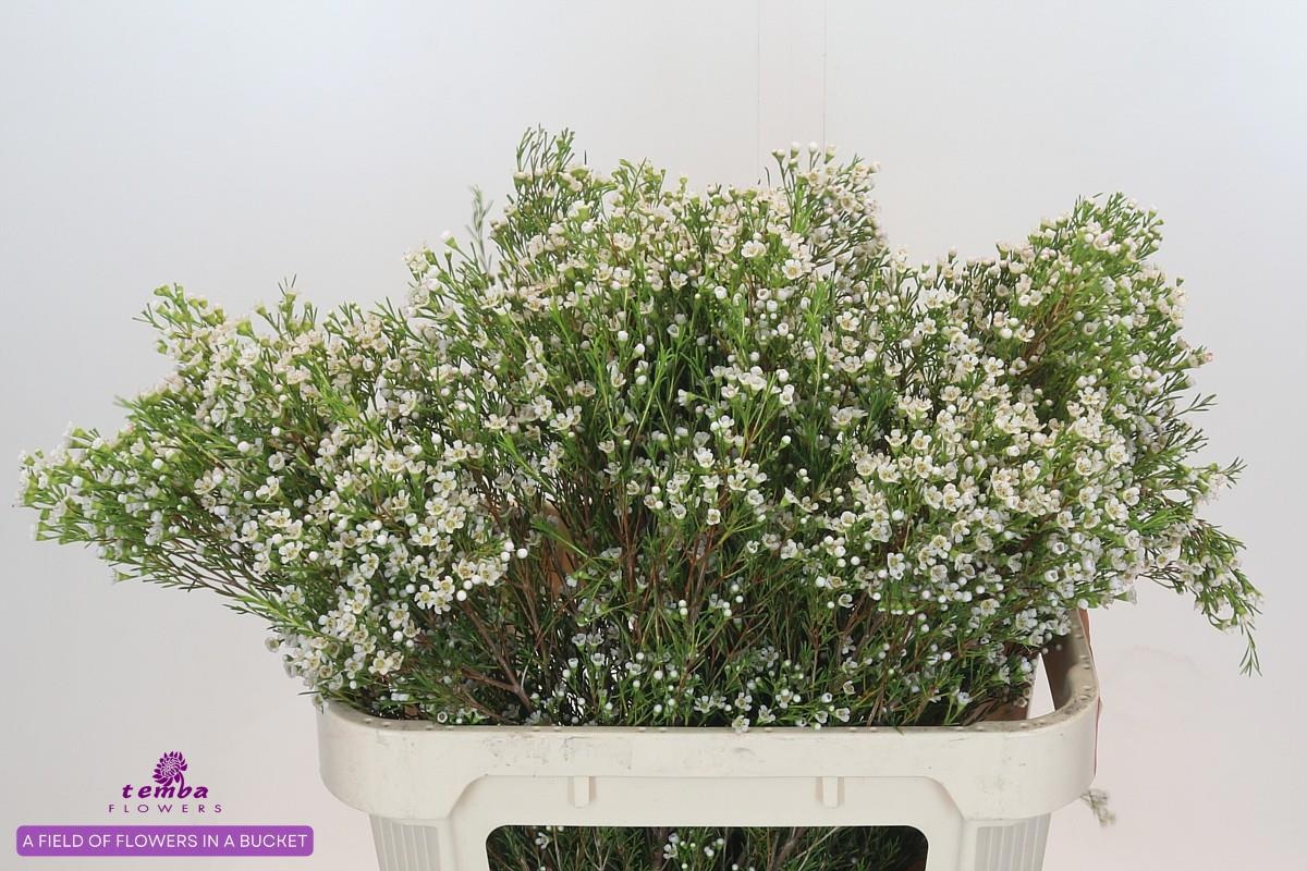 Шамелациум Перл Баттонс 80, шт.