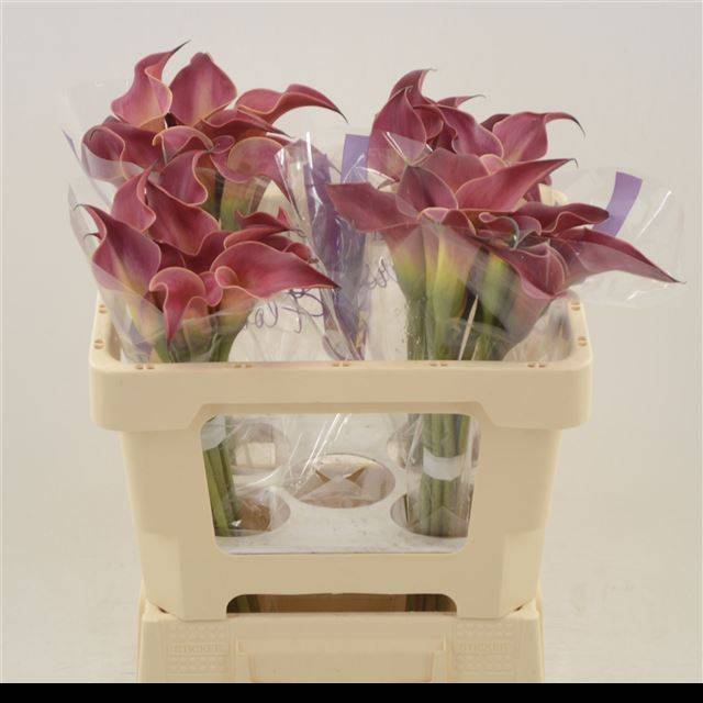 Калла Рэд Шарм 50, шт. Калла Рэд Шарм 50, шт.