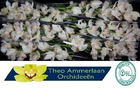 Цимбидиум Масл Вайт x6 80, шт.