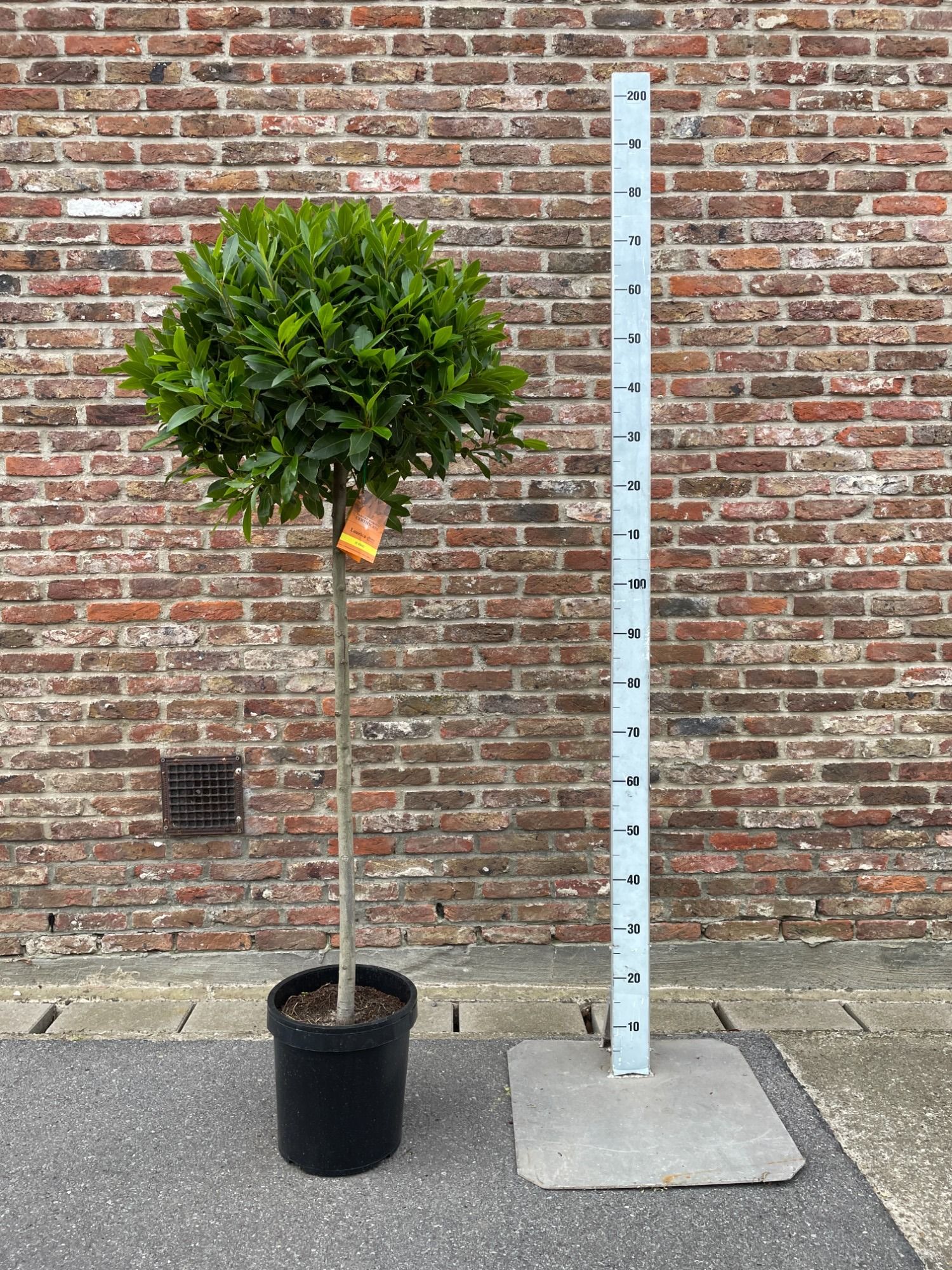LAURUS NOBILIS BOL OP 4/4 STAM 55/60 P 25, D 25 cm